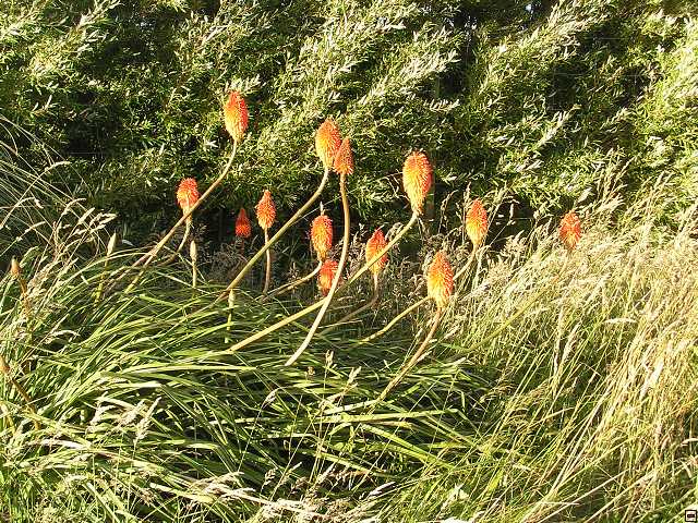 NZ leden-unor 2006 008.jpg
